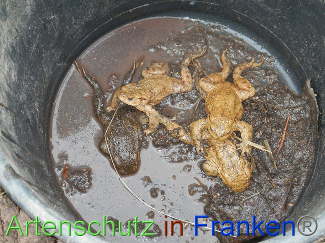 © Artenschutz in Franken® Bild zum Eintrag (1004854-160)