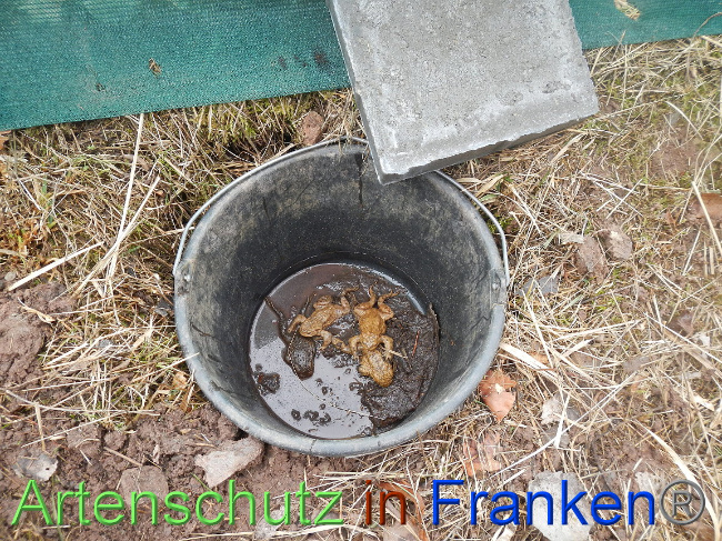 © Artenschutz in Franken® Bild zum Eintrag (1004857-160)