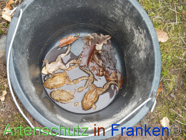 © Artenschutz in Franken® Bild zum Eintrag (1004858-160)