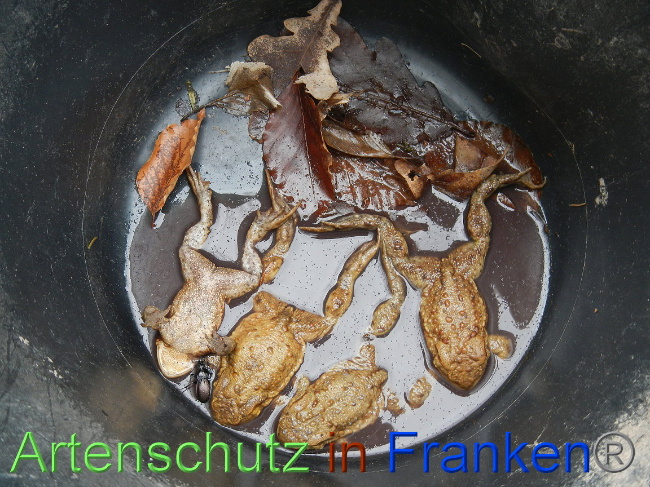 © Artenschutz in Franken® Bild zum Eintrag (1004859-160)