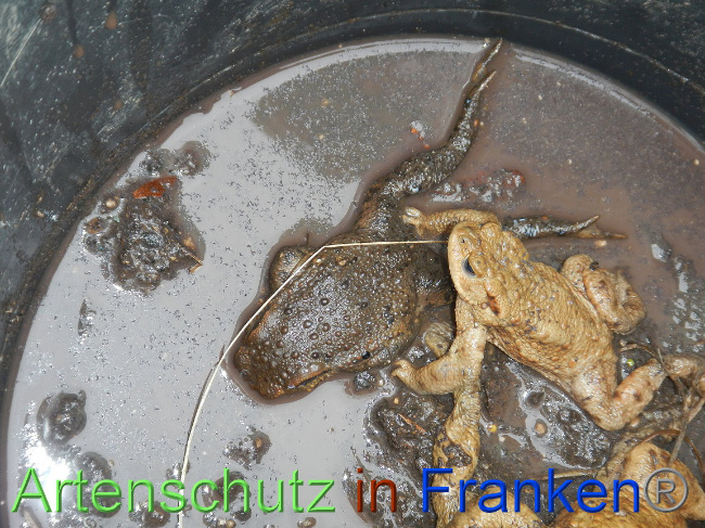 © Artenschutz in Franken® Bild zum Eintrag (1004860-160)