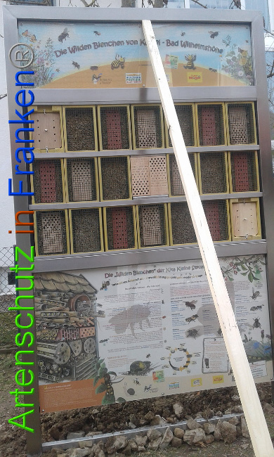 © Artenschutz in Franken® Bild zum Eintrag (1004895-160)