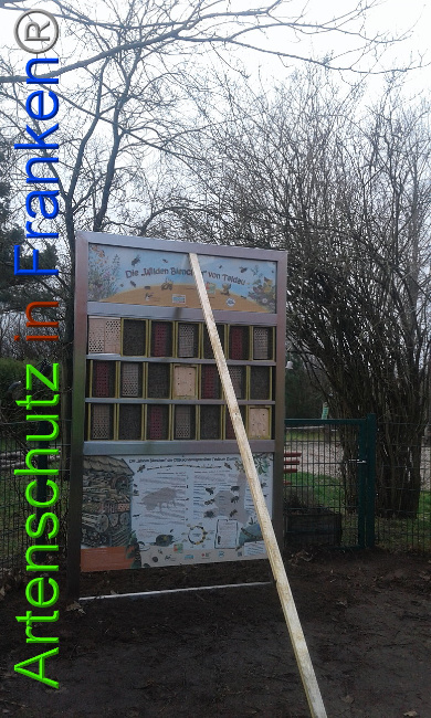 © Artenschutz in Franken® Bild zum Eintrag (1004938-160)