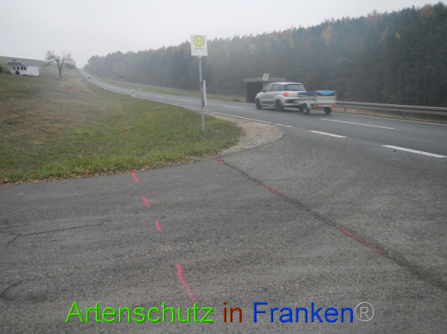 © Artenschutz in Franken® Bild zum Eintrag (1004954-160)