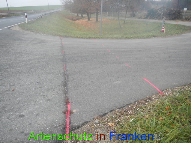 © Artenschutz in Franken® Bild zum Eintrag (1004959-160)