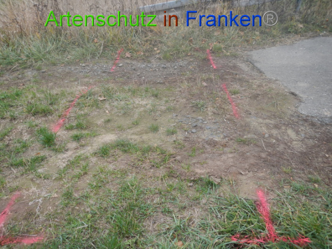 © Artenschutz in Franken® Bild zum Eintrag (1004963-160)