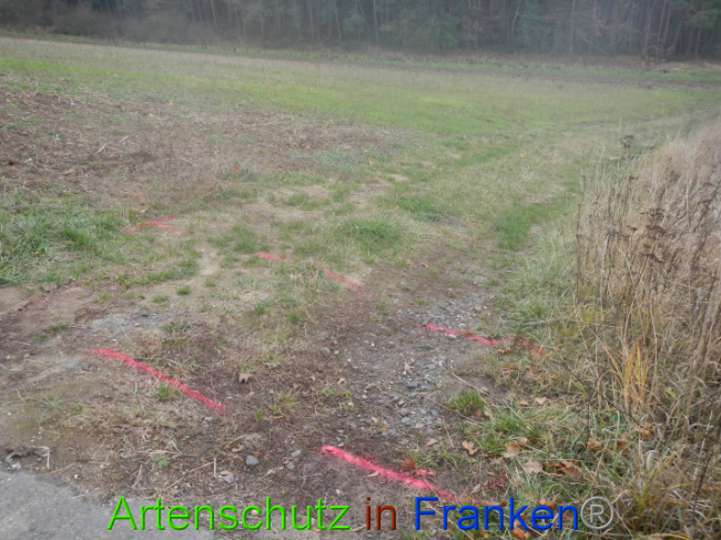 © Artenschutz in Franken® Bild zum Eintrag (1004964-160)