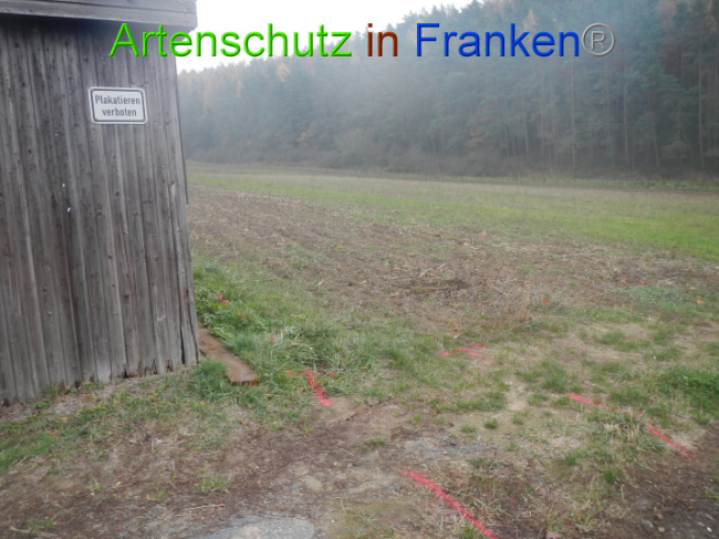 © Artenschutz in Franken® Bild zum Eintrag (1004965-160)