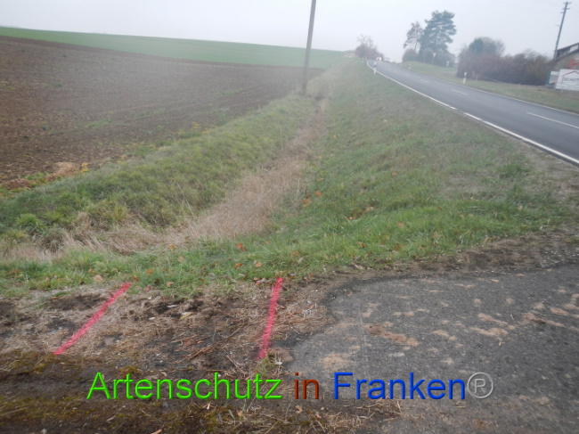 © Artenschutz in Franken® Bild zum Eintrag (1004970-160)