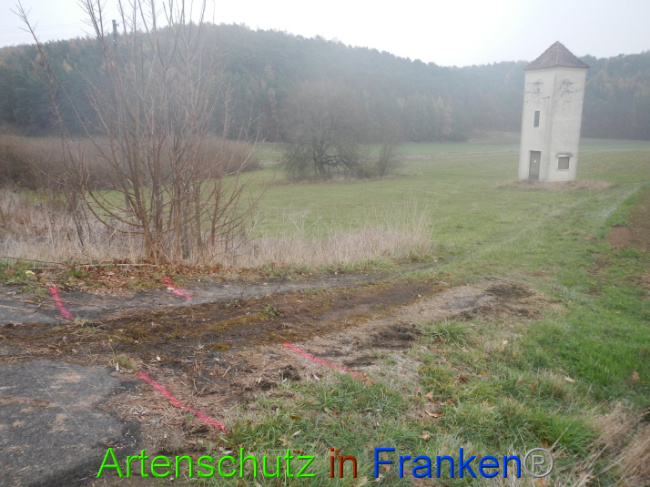 © Artenschutz in Franken® Bild zum Eintrag (1004971-160)