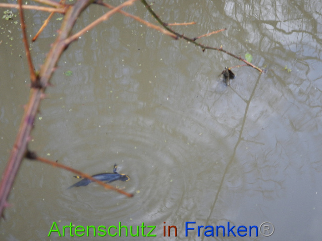 © Artenschutz in Franken® Bild zum Eintrag (1004992-160)