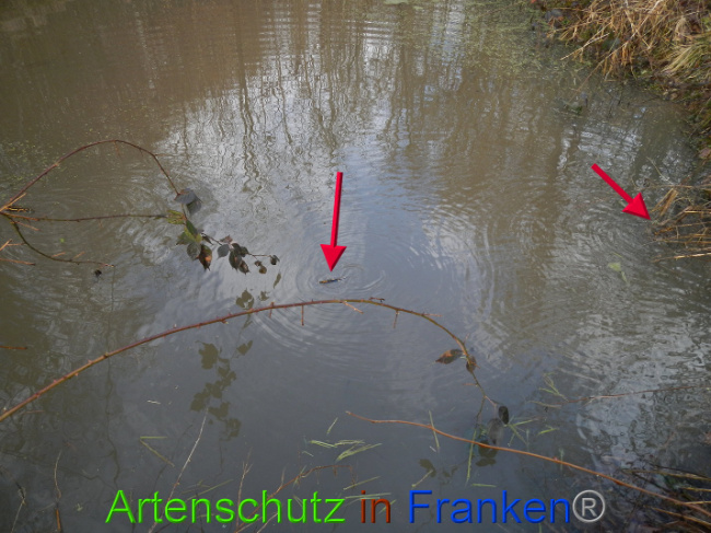 © Artenschutz in Franken® Bild zum Eintrag (1004993-160)