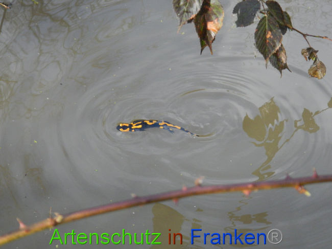 © Artenschutz in Franken® Bild zum Eintrag (1004994-160)