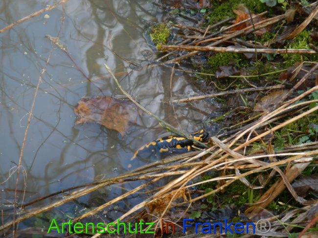 © Artenschutz in Franken® Bild zum Eintrag (1004995-160)