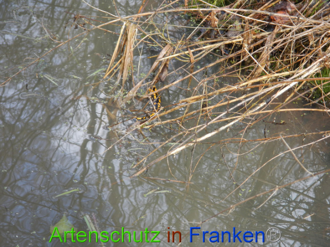 © Artenschutz in Franken® Bild zum Eintrag (1004997-160)