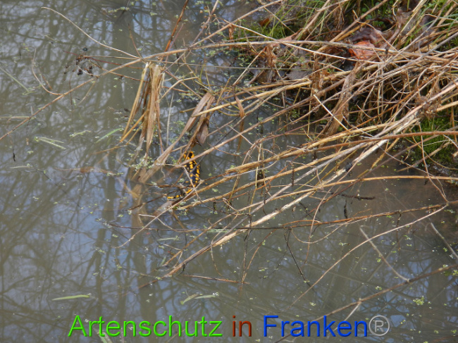 © Artenschutz in Franken® Bild zum Eintrag (1004998-160)