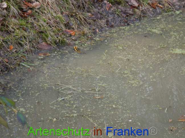 © Artenschutz in Franken® Bild zum Eintrag (1004999-160)