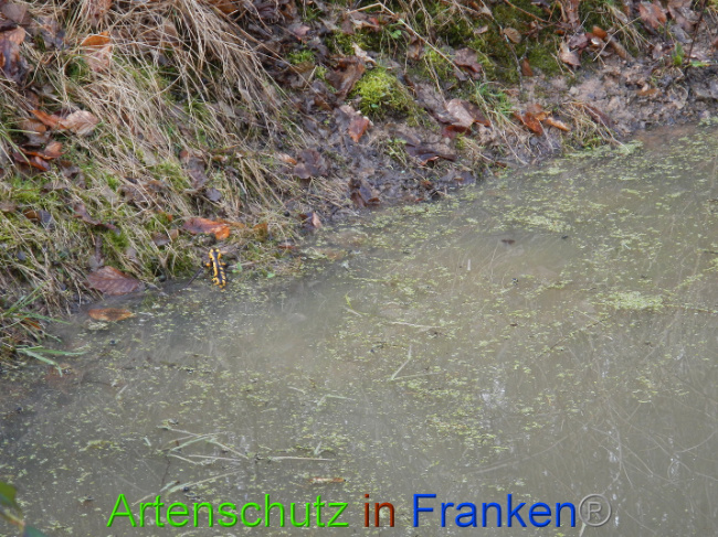 © Artenschutz in Franken® Bild zum Eintrag (1005000-160)