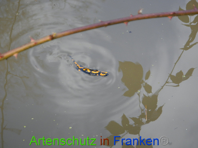 © Artenschutz in Franken® Bild zum Eintrag (1005006-160)