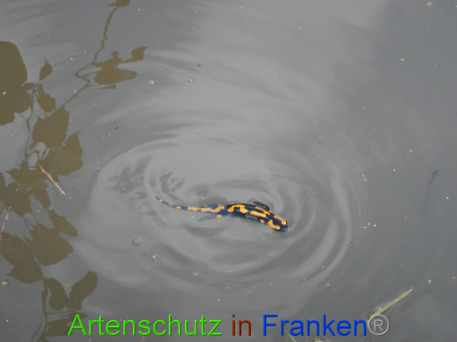 © Artenschutz in Franken® Bild zum Eintrag (1005007-160)
