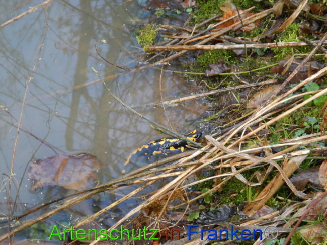 © Artenschutz in Franken® Bild zum Eintrag (1005008-160)