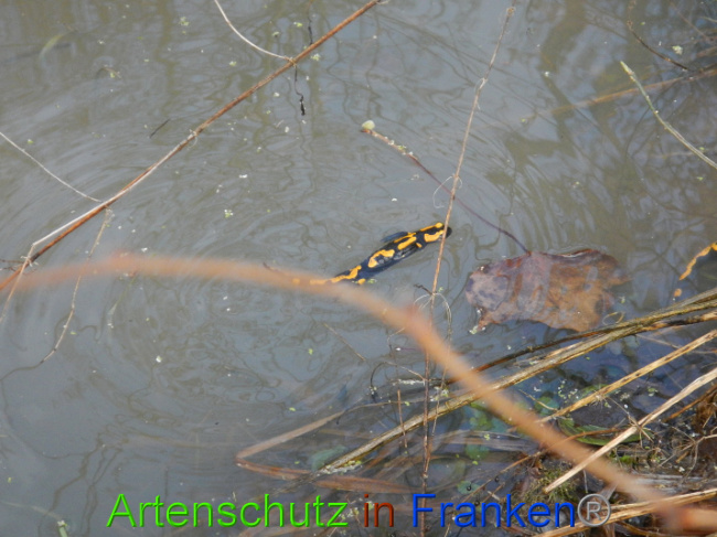 © Artenschutz in Franken® Bild zum Eintrag (1005009-160)