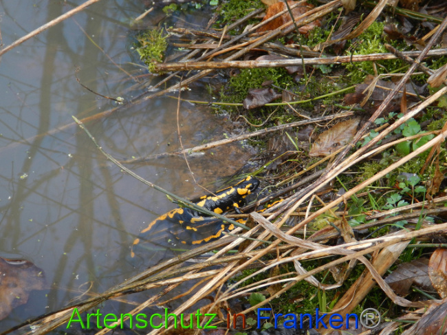 © Artenschutz in Franken® Bild zum Eintrag (1005011-160)