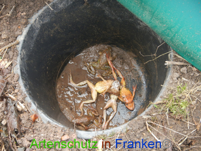 © Artenschutz in Franken® Bild zum Eintrag (1005016-160)
