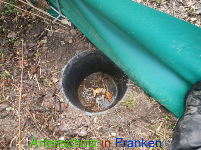 © Artenschutz in Franken® Bild zum Eintrag (1005017-160)