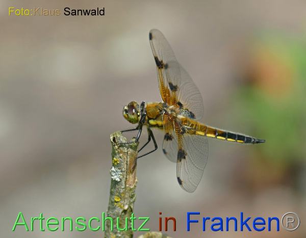 Copyright AiF - Klaus Sanwald Bild zum Eintrag (100505-160)