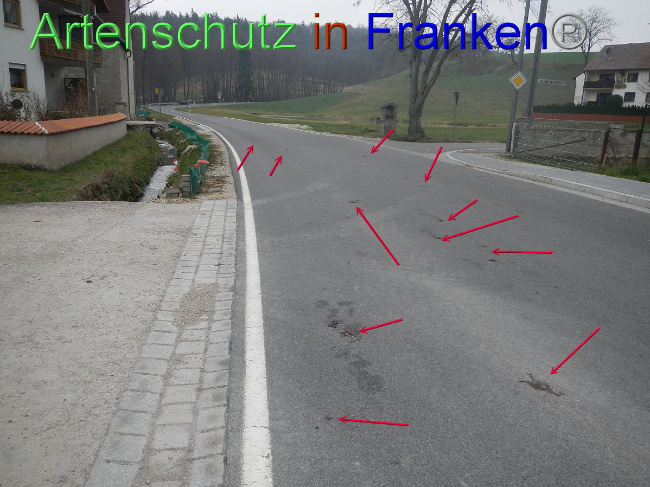 © Artenschutz in Franken® Bild zum Eintrag (1005114-160)