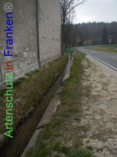 © Artenschutz in Franken® Bild zum Eintrag (1005120-160)