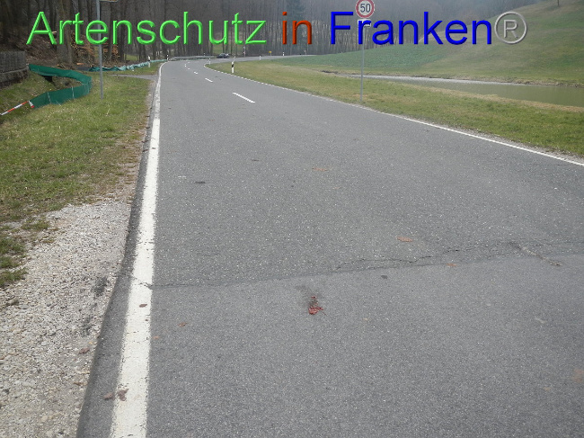© Artenschutz in Franken® Bild zum Eintrag (1005124-160)