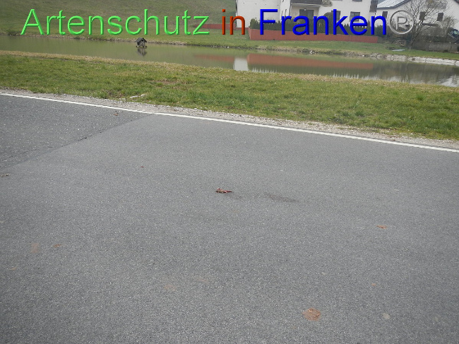 © Artenschutz in Franken® Bild zum Eintrag (1005127-160)