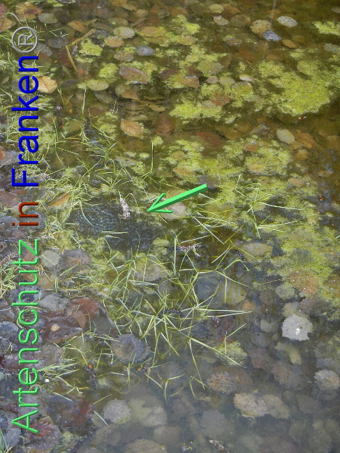© Artenschutz in Franken® Bild zum Eintrag (1005244-160)