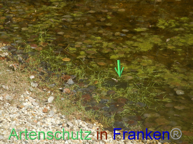 © Artenschutz in Franken® Bild zum Eintrag (1005246-160)