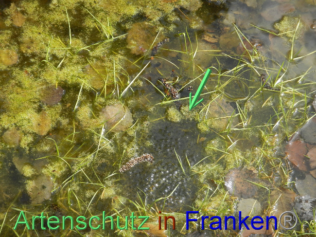 © Artenschutz in Franken® Bild zum Eintrag (1005248-160)