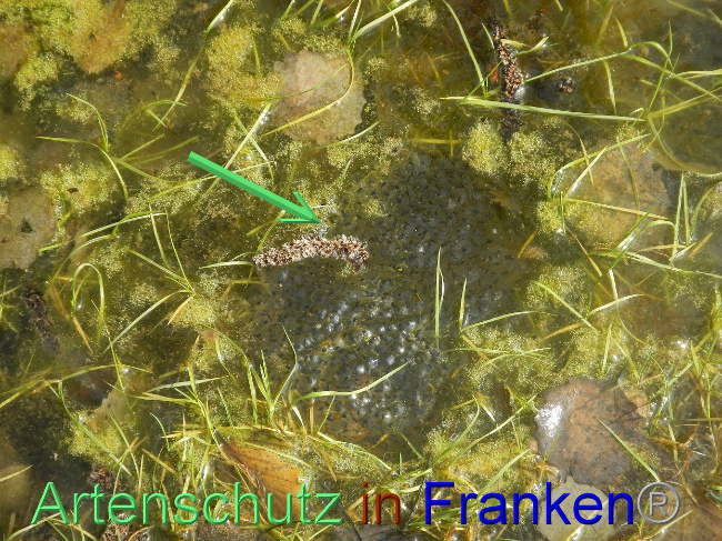 © Artenschutz in Franken® Bild zum Eintrag (1005249-160)