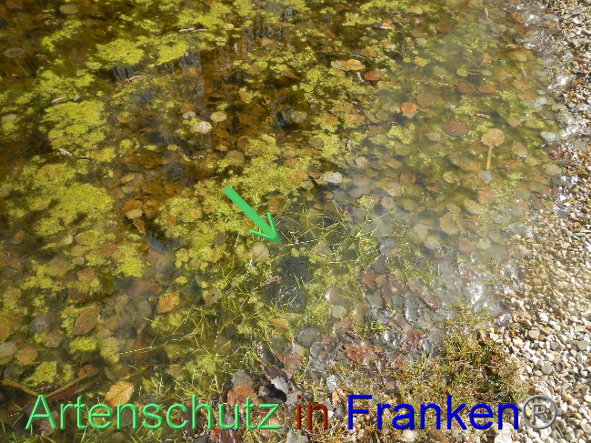 © Artenschutz in Franken® Bild zum Eintrag (1005250-160)