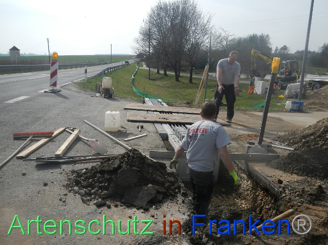 © Artenschutz in Franken® Bild zum Eintrag (1005304-160)