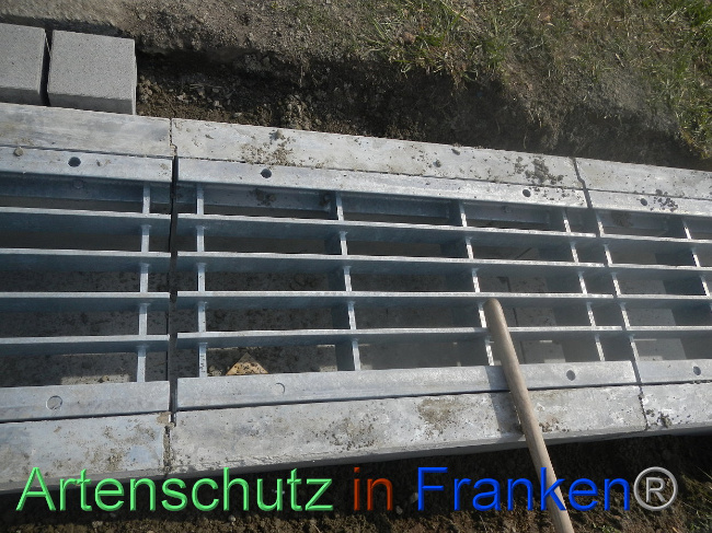 © Artenschutz in Franken® Bild zum Eintrag (1005321-160)