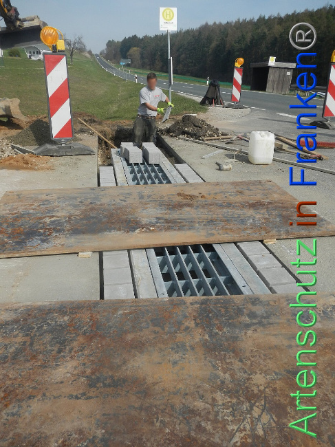 © Artenschutz in Franken® Bild zum Eintrag (1005322-160)