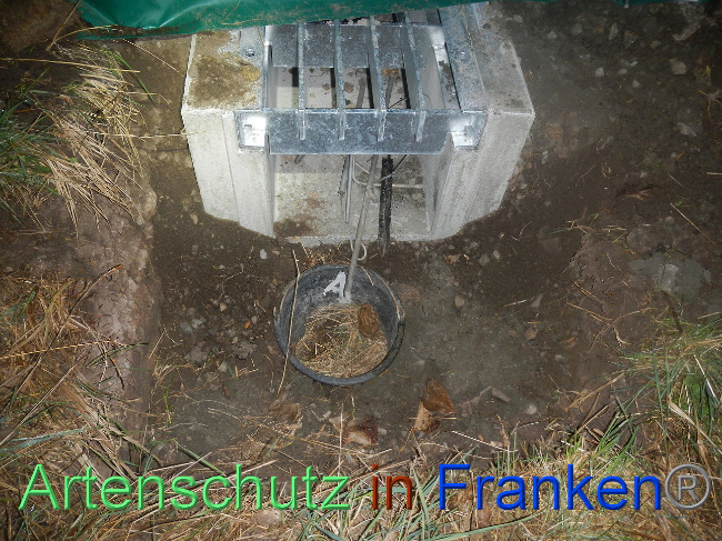 © Artenschutz in Franken® Bild zum Eintrag (1005376-160)