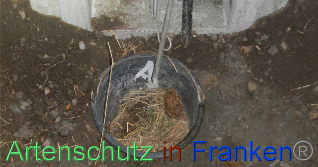© Artenschutz in Franken® Bild zum Eintrag (1005380-160)
