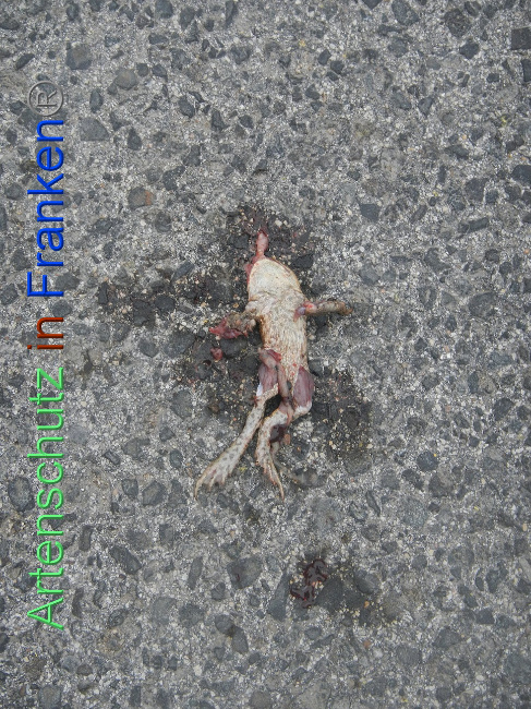 © Artenschutz in Franken® Bild zum Eintrag (1005394-160)