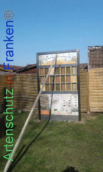 © Artenschutz in Franken® Bild zum Eintrag (1005406-160)