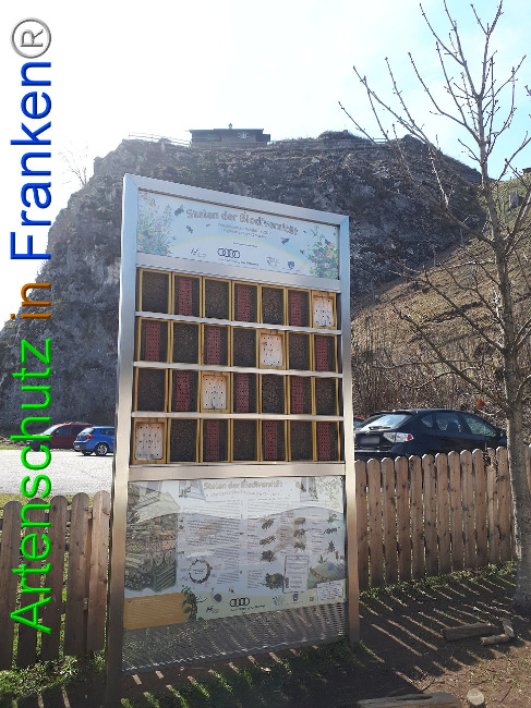© Artenschutz in Franken® Bild zum Eintrag (1005505-160)