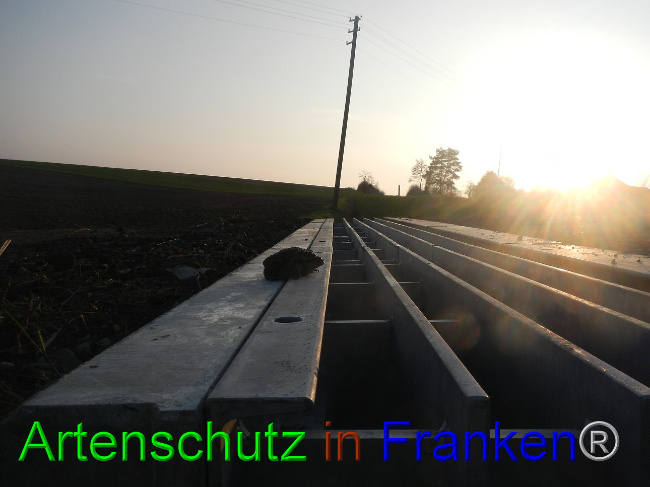© Artenschutz in Franken® Bild zum Eintrag (1005529-160)