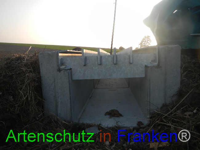 © Artenschutz in Franken® Bild zum Eintrag (1005538-160)