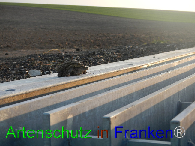 © Artenschutz in Franken® Bild zum Eintrag (1005544-160)
